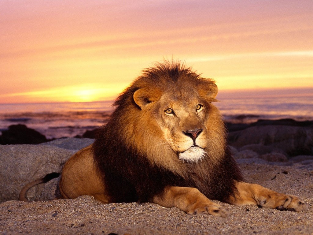 Leão Fotos e imagens - Imagens de Animais