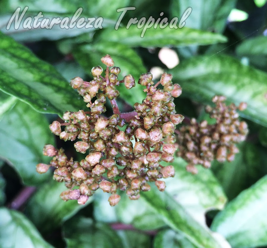 Detalles de la inflorescencia de la planta Pellionia repens