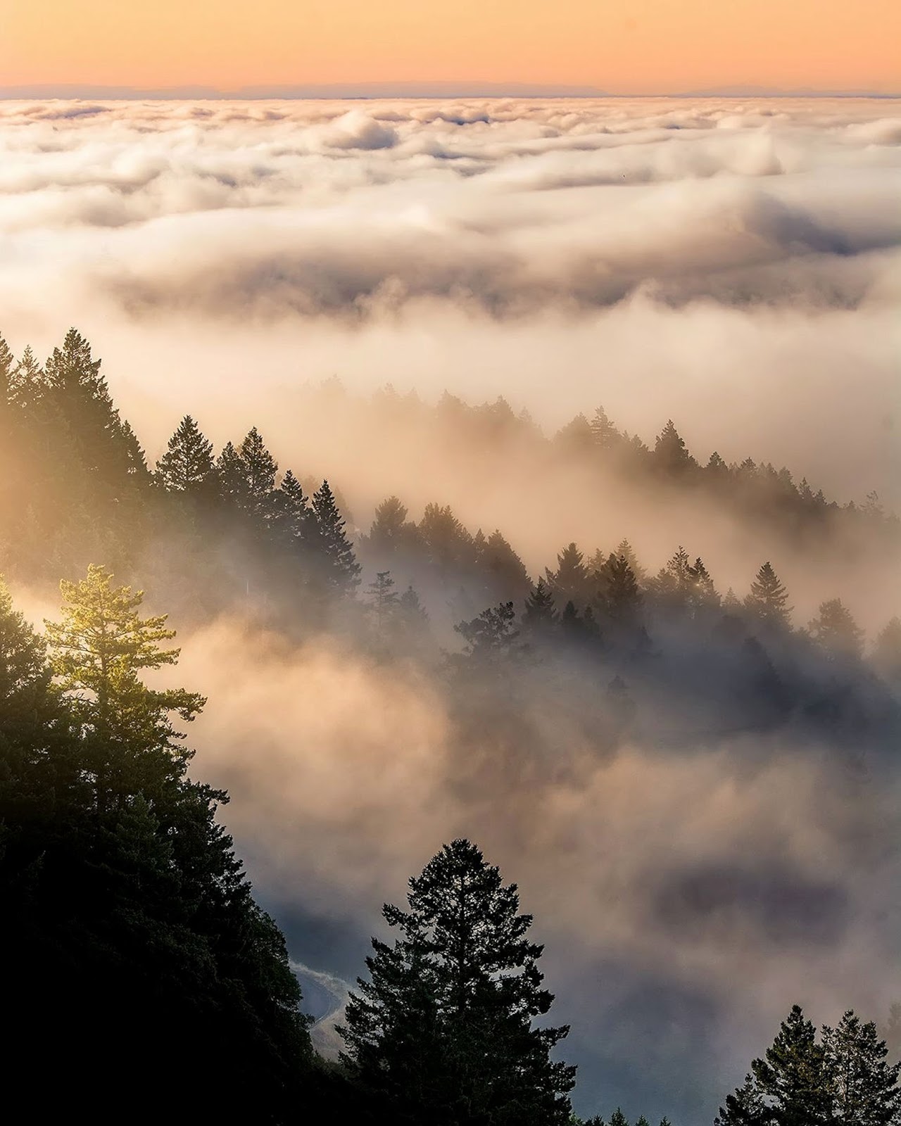Forestdweller: Santa Cruz Mountains