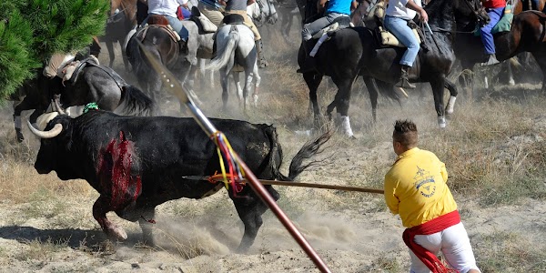 Se prohíbe matar al Toro de la Vega Se prohíbe matar al Toro de la Vega