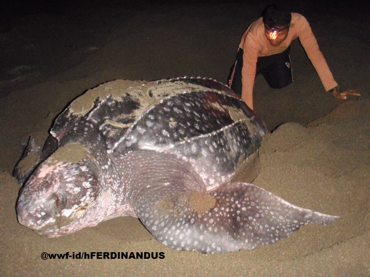 PENYU BELIMBING: Penyu Belimbing yang Bertelur di Januari 2007 kembali