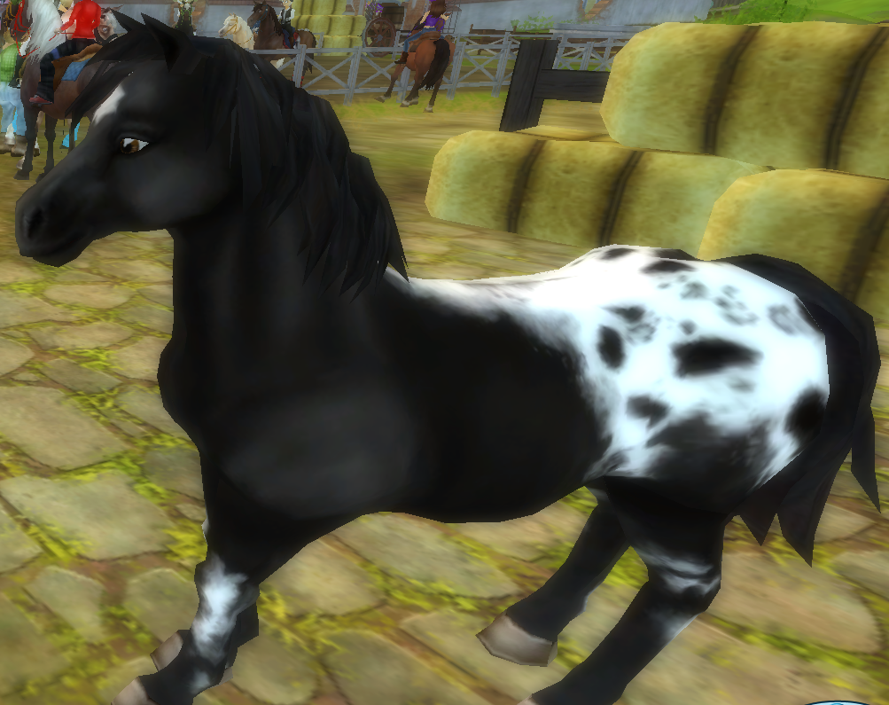 Star Stable Daily Horse Breeds