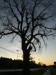 CIMG2727 - Ljus och mild morgon