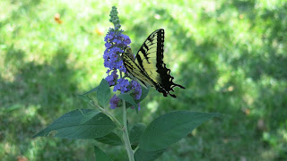 Tiger Swallowtail, Saturday, July 23, 2016, 1:56:32 PM