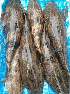 Ikan Bakut yang Siap dipacking dan dikirin ke Bqtam