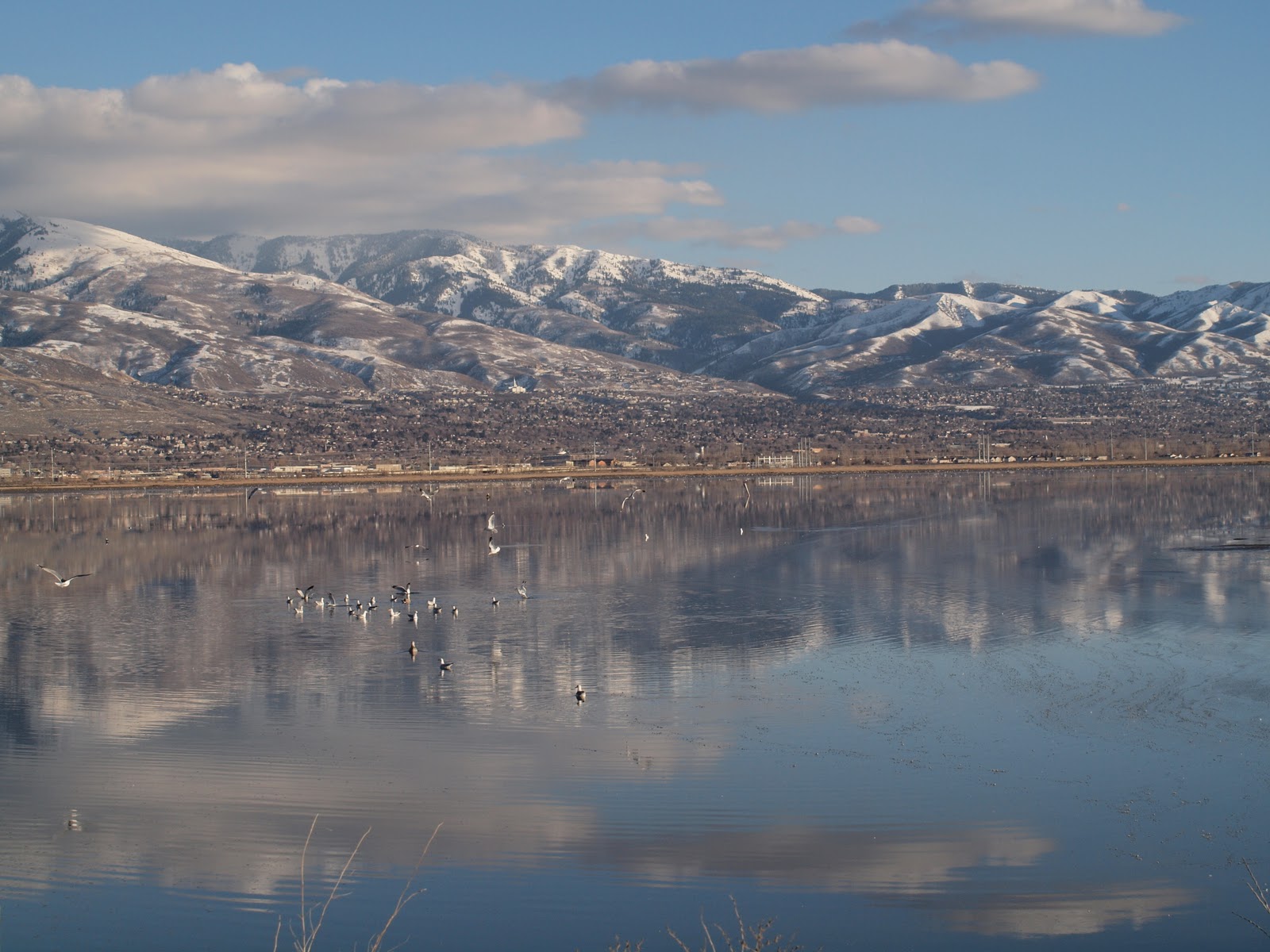 birding-is-fun-utah-birding-hotspot-farmington-bay