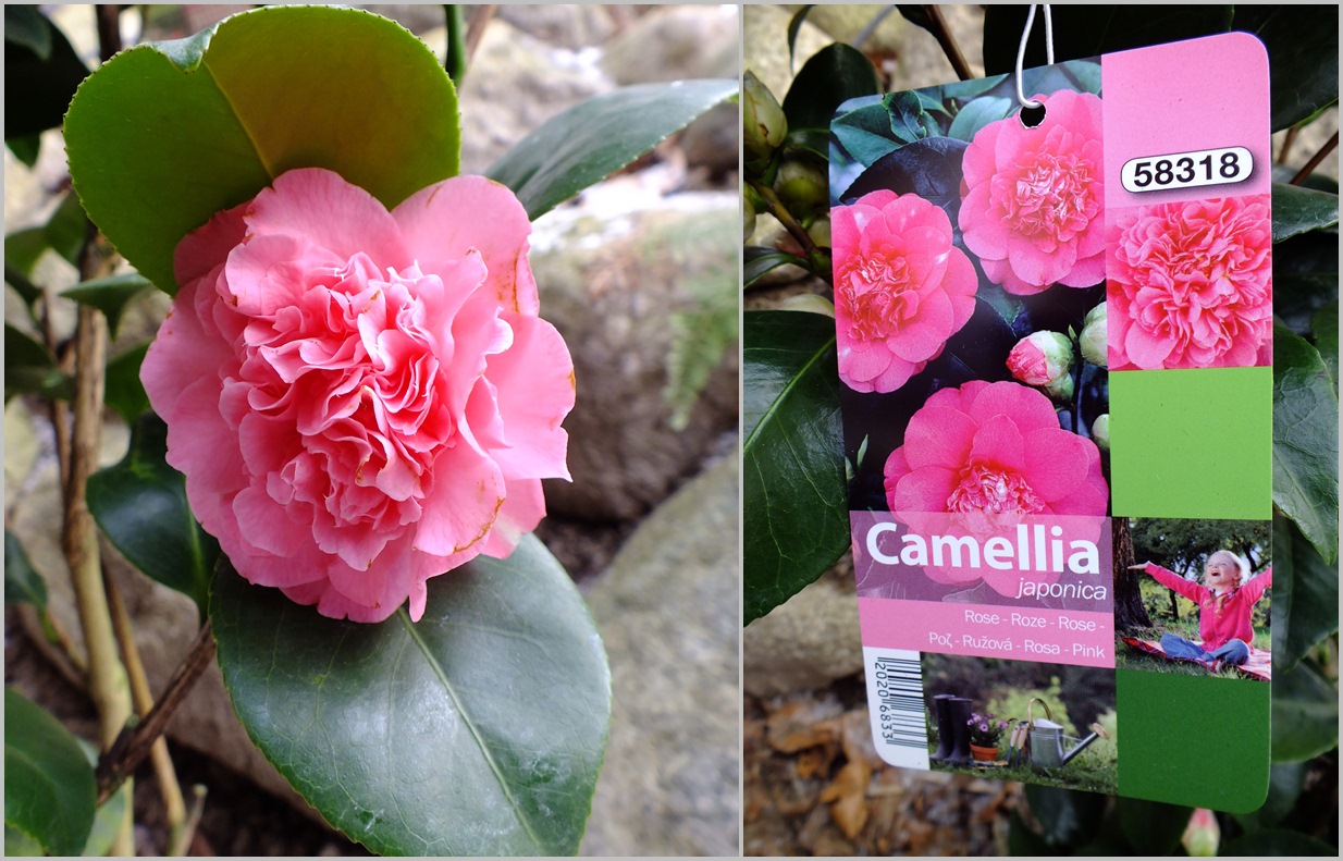 Bambus Kamelien Yuccas Lidl Smal Stimmt Blüte Mit Dem Etikett überein Es Könnte Eine Camellia Onica Èlegans Sein Wäre Dann Auch Sehr Winterhart