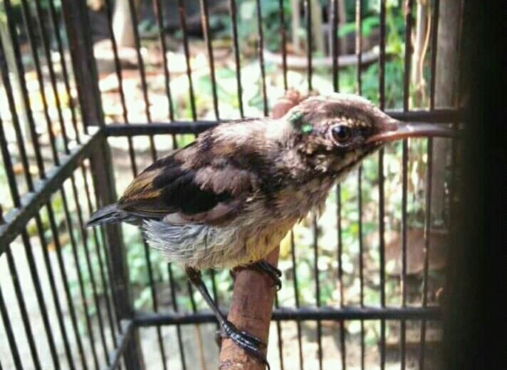 Cara Merawat Kolibri Trotol Agar Cepat Gacor Pamankicau