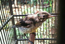 Membuat Nektar Alami Untuk Kolibri Biar Sehat Gacor Dan Tidak