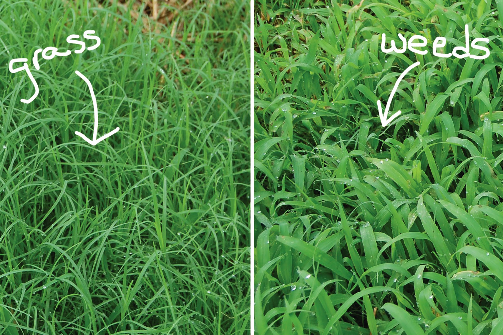 The Counting Courseys the grass is greener on our side of the fence!