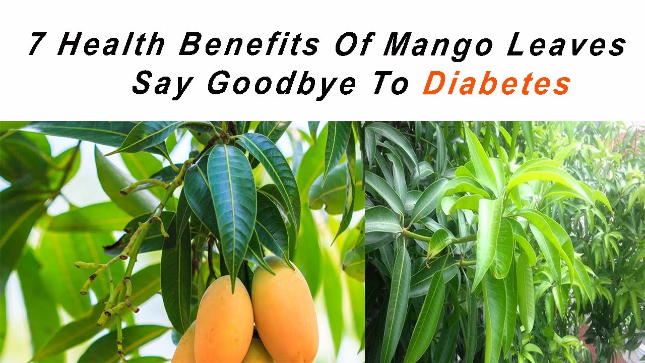7 Health Benefits Of Mango Leaves Say Goodbye To Diabetes Sarmad