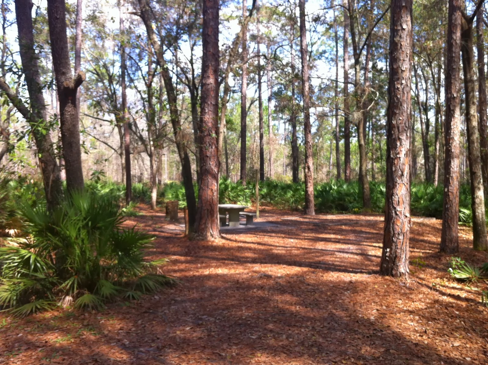 Our Fantastic Falcon Voyage Ocean Pond Campground, Osceola National