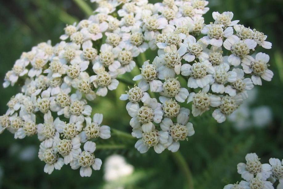 Raw Edible Plants ﻿Yarrow (Achillea millefolium)