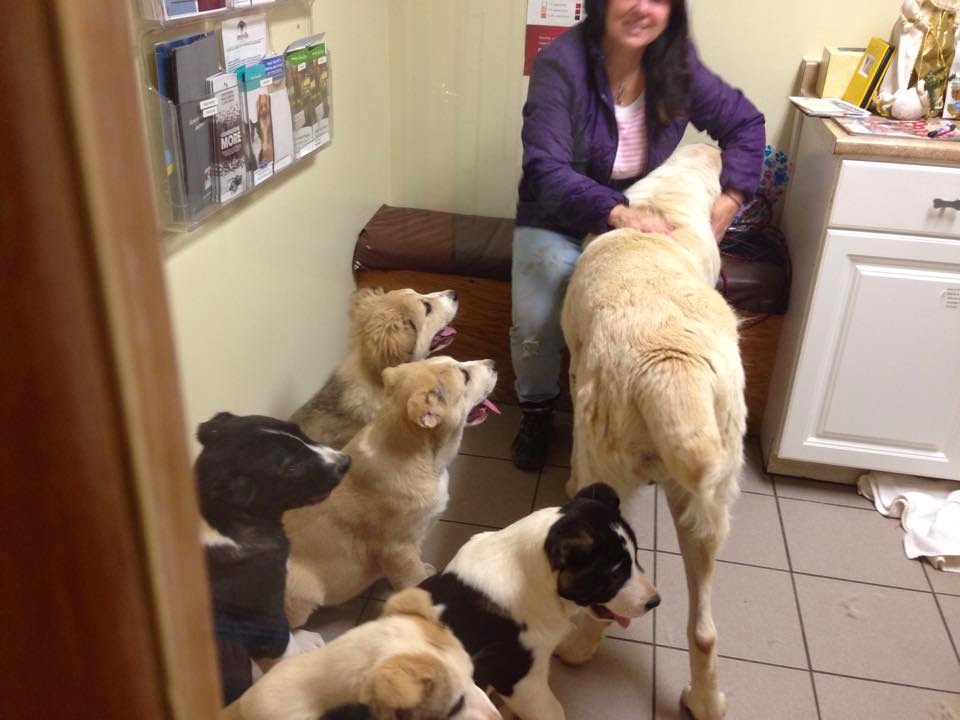 Diary of a RealLife Veterinarian Uterine Prolapse. Canine Edition