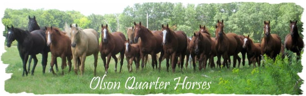 Olson Quarter Horses