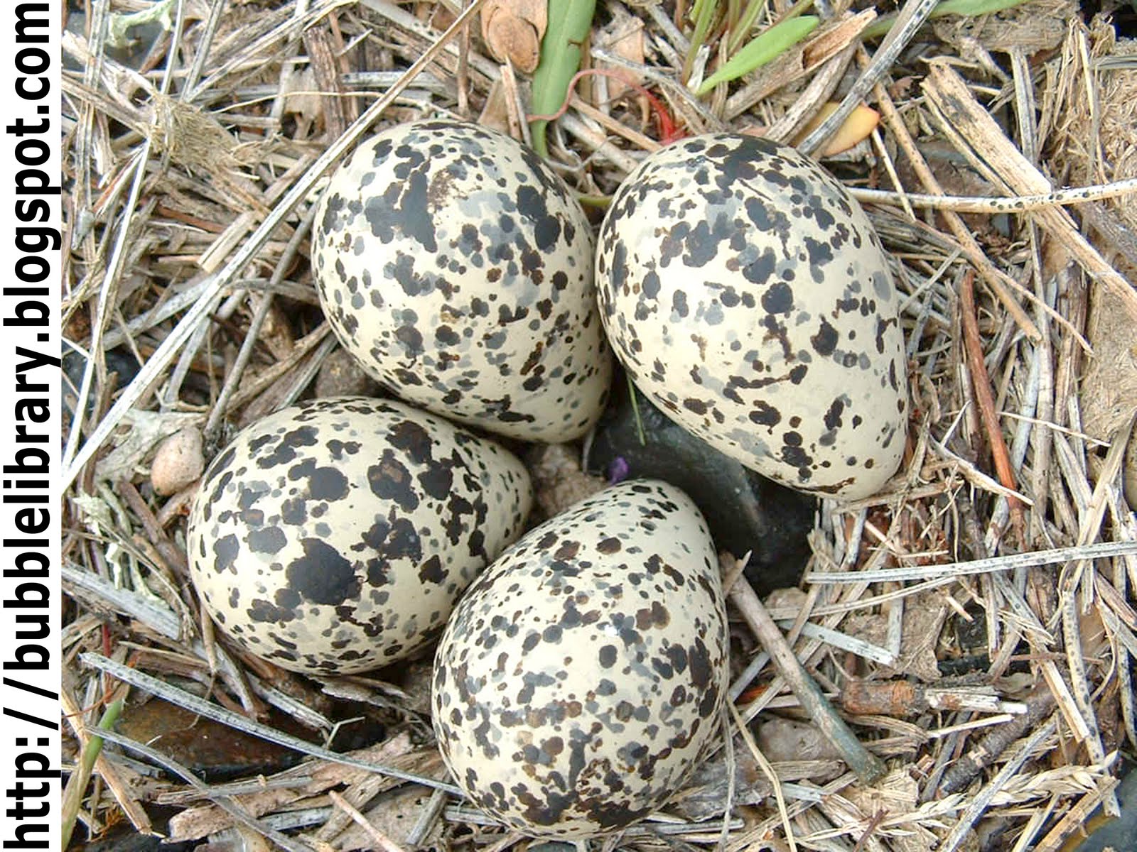 B u B b L e L i B R A R Y Why are birds eggs so shaped?
