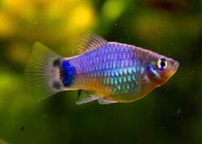 Ikan Blue Mickey Mouse Platy Gambar Ikan Blue Mickey Mouse Platy