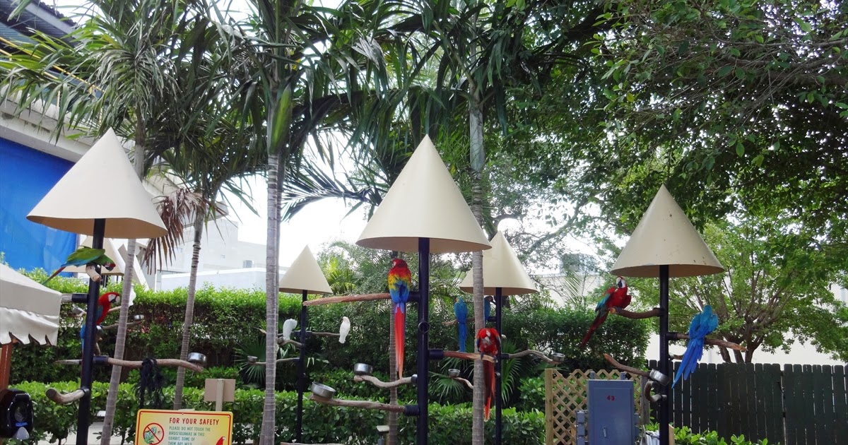 Tropical Wings Miami Exploring My Life