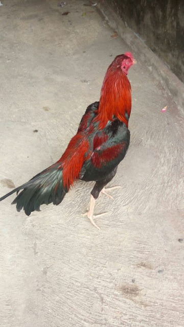 Ayam Bangkok 2020 Pukul KO Saraf Mati Ayam Bangkok 2020 Pukul KO Saraf Mati