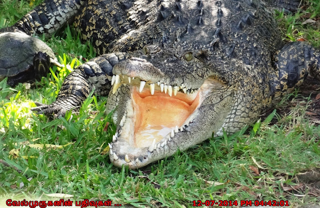 Alligator Adventure - Reptile Capital of the World