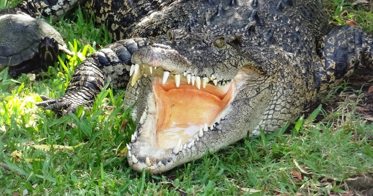 alligator adventure alligator adventure