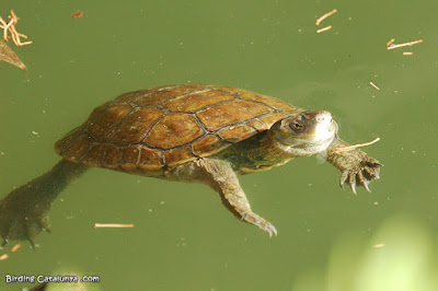 Tortuga de rierol (Mauremys leprosa)