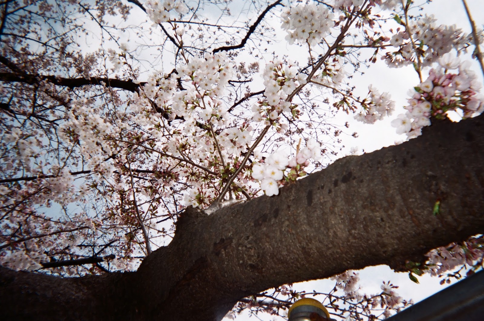 Tokyo in Disposable Camera Ueno Park Sakura | www.bigdreamerblog.com Tokyo in Disposable Camera Ueno Park Sakura | www.bigdreamerblog.com