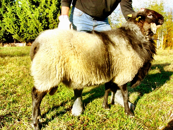 Zebre e Leoni: È meglio vivere un giorno da leone che cent'anni da pecora?!