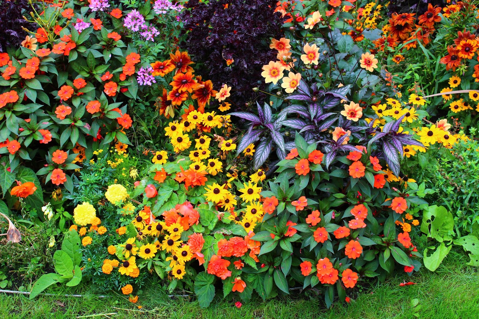 Roses du jardin Chêneland: Un beau massif de plantes annuelles...