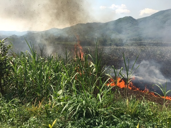 Quảng Ngãi: Mía cháy gây thiệt hại hàng trăm triệu