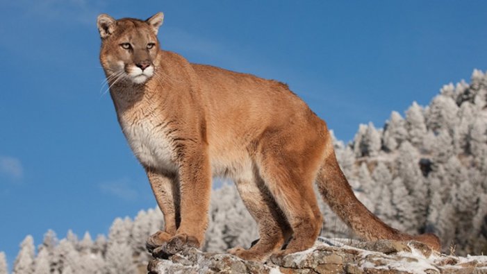 eastern puma extinct hoax