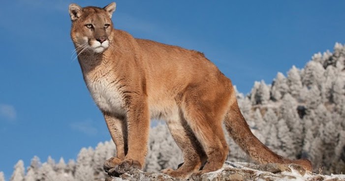 eastern puma declared extinct