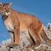 The Eastern American Puma is Officially Declared Extinct
