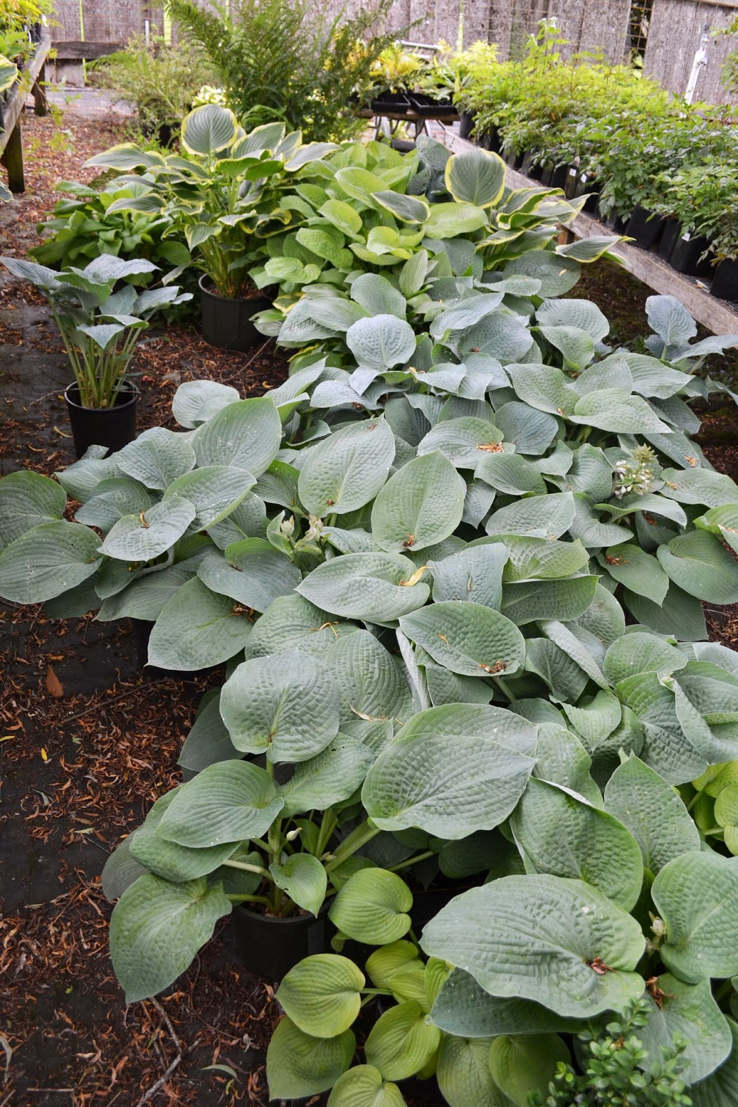 The Outlaw Gardener Vashon Island Part 3; Visiting Kathy's Corner Nursery