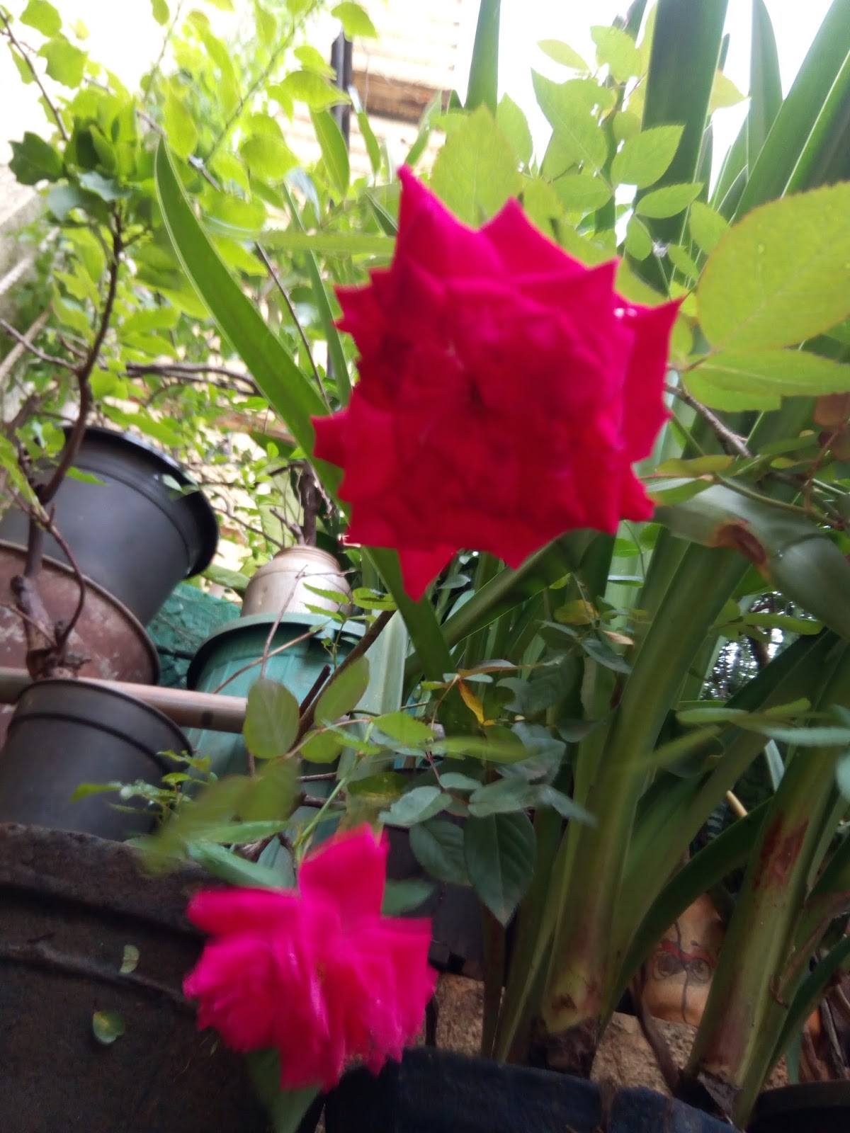 Garden Care Simplified Button roses and special care for Button rose