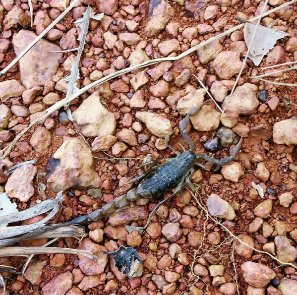 scorpion nollywood movie set