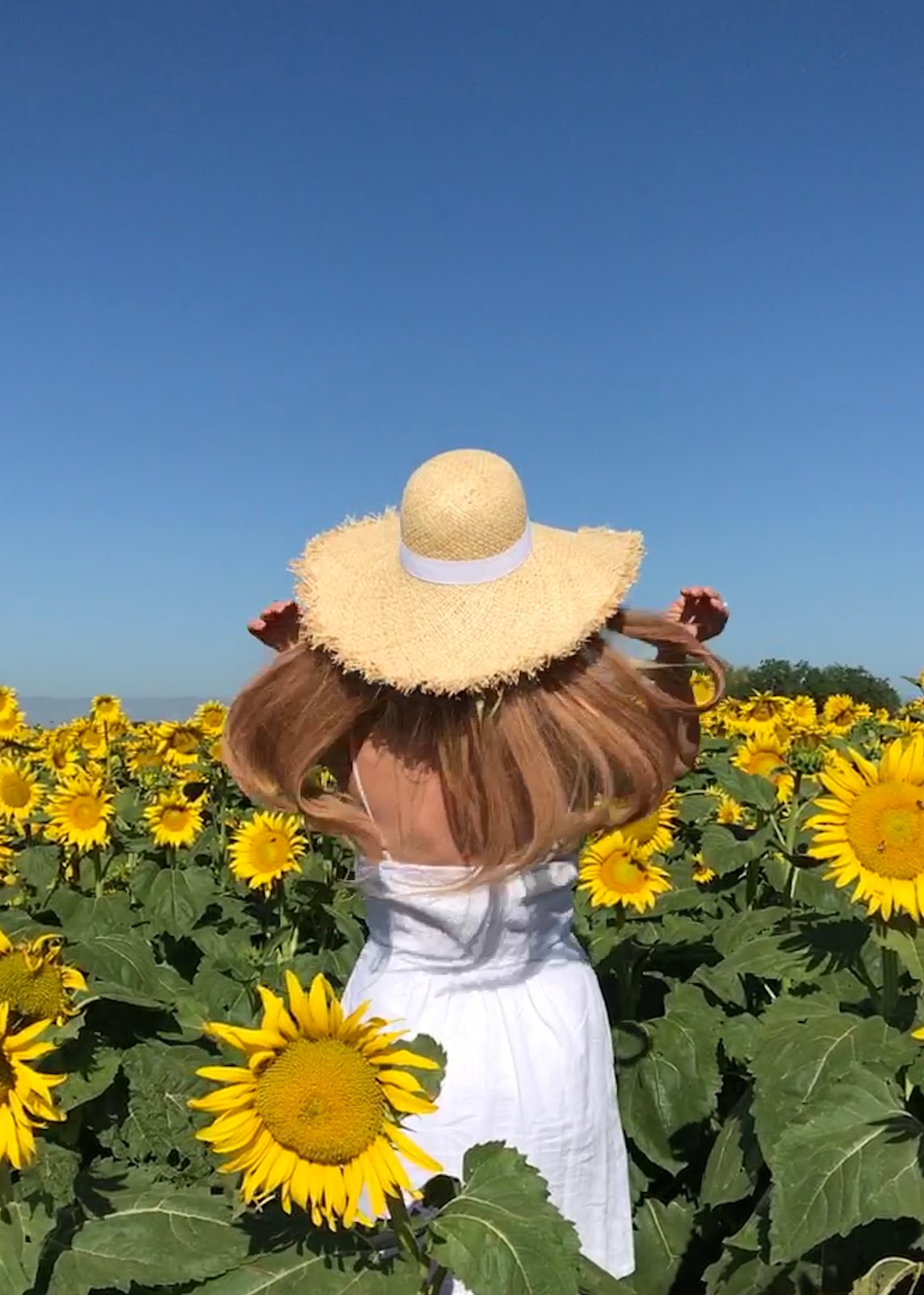 Visiting Sunflower Fields In Northern California