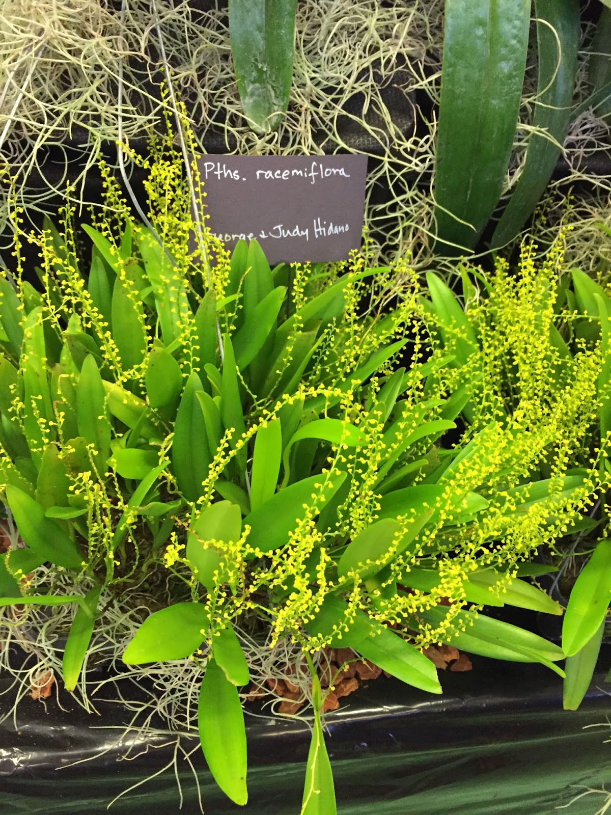 The Succulents and Pottery Compulsion Kunia Orchid Society Plant Sale