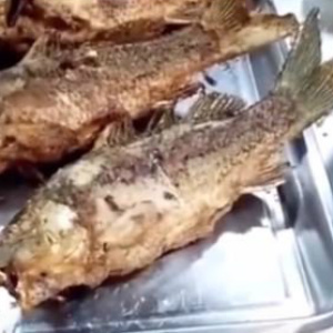 Tidak Percaya? Lihat Videonya Sendiri, Setelah Dimasak Kering Ikan ini Hidup Lagi