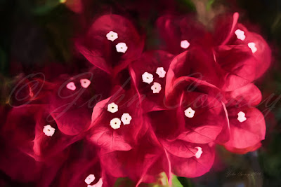 Red bougainvillea flowers