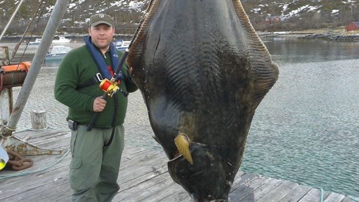 ARCTIC SAFARI With Mortens halibut page ANOTHER BIG HALIBUT OUTSIDE