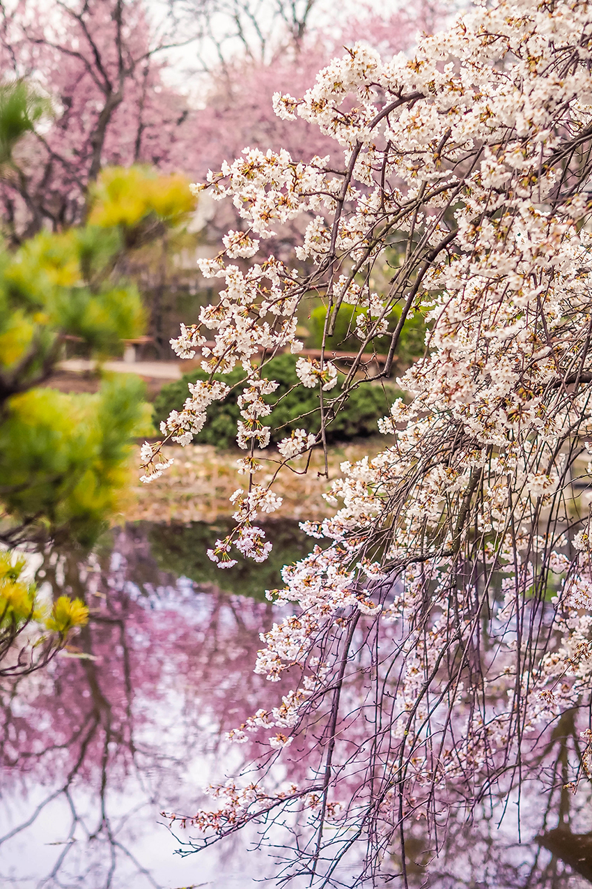 Wien Setagayapark Japanischer Garten Mitten In Dobling 21