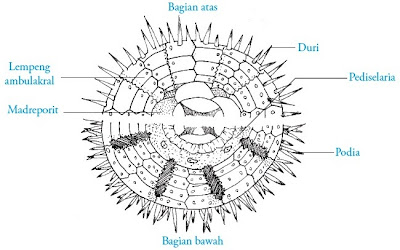 Struktur tubuh Echinus sp. Landak laut