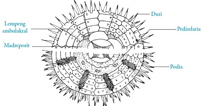 Filum Echinodermata : Pengertian, Ciri-ciri, Klasifikasi 