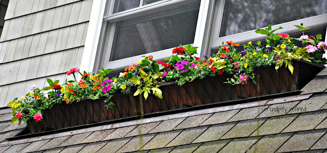 Brightly colored annual flowers spring and summer window box 
