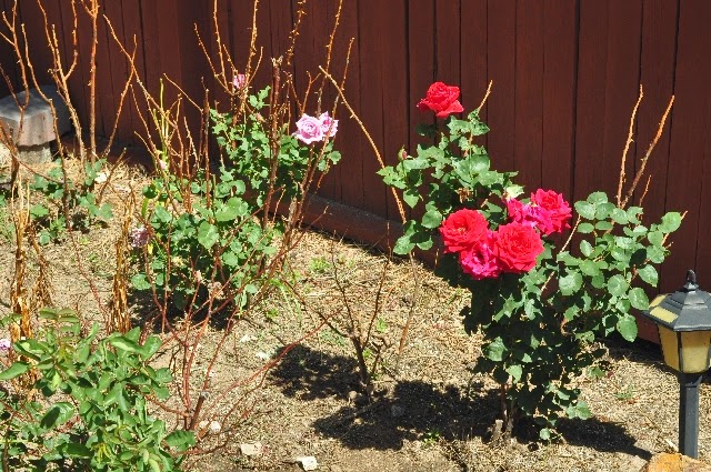 roses Colorado Springs coloradoviews.filminspector.com