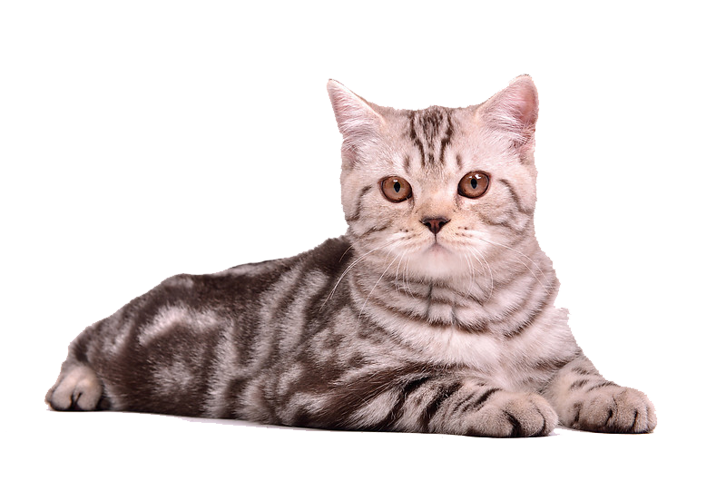 Gambar Kucing Lucu - GAMBAR KUCING | GAMBAR KUCING LUCU