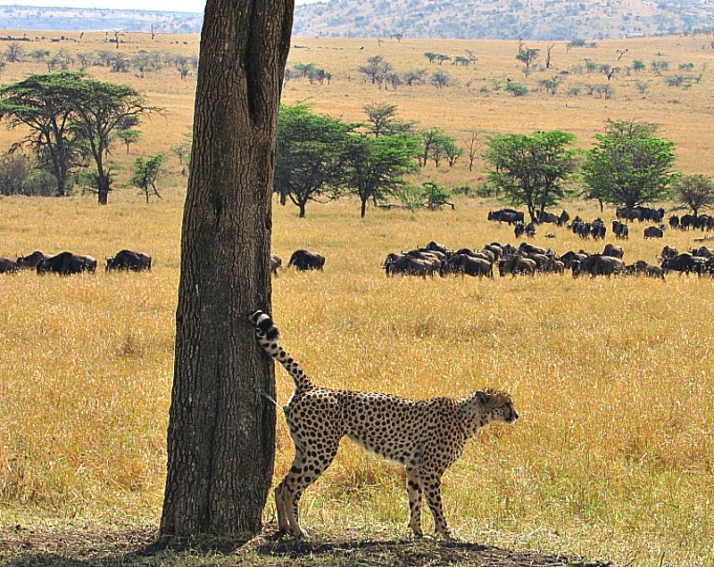 KENYA, AFRICA