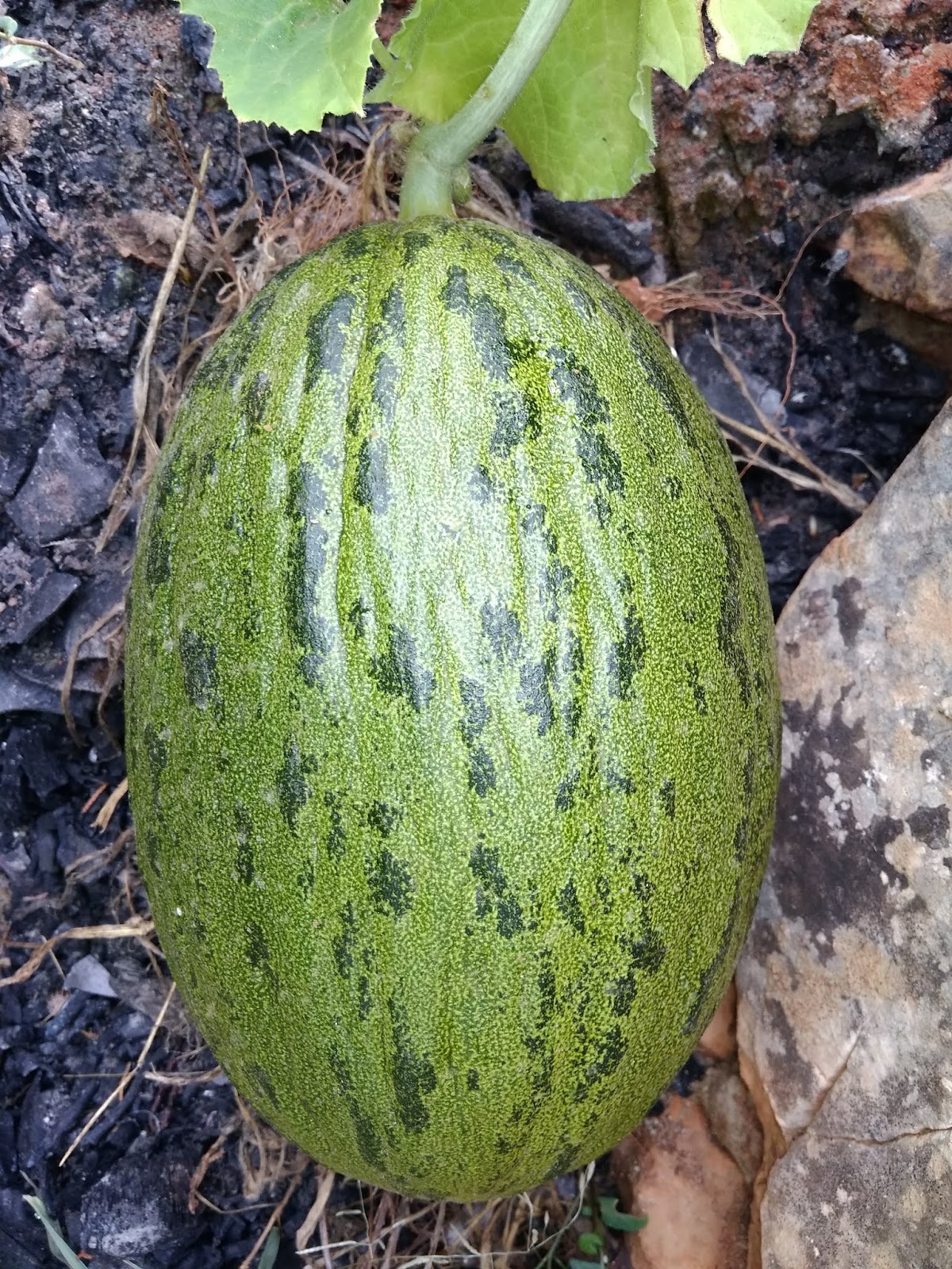cultivo del melon piel de sapo melon d’espagne culture Brandma