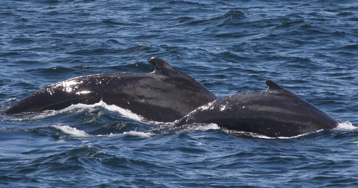 Blue Ocean Society's Whale Sightings June 3 Prince of Whales
